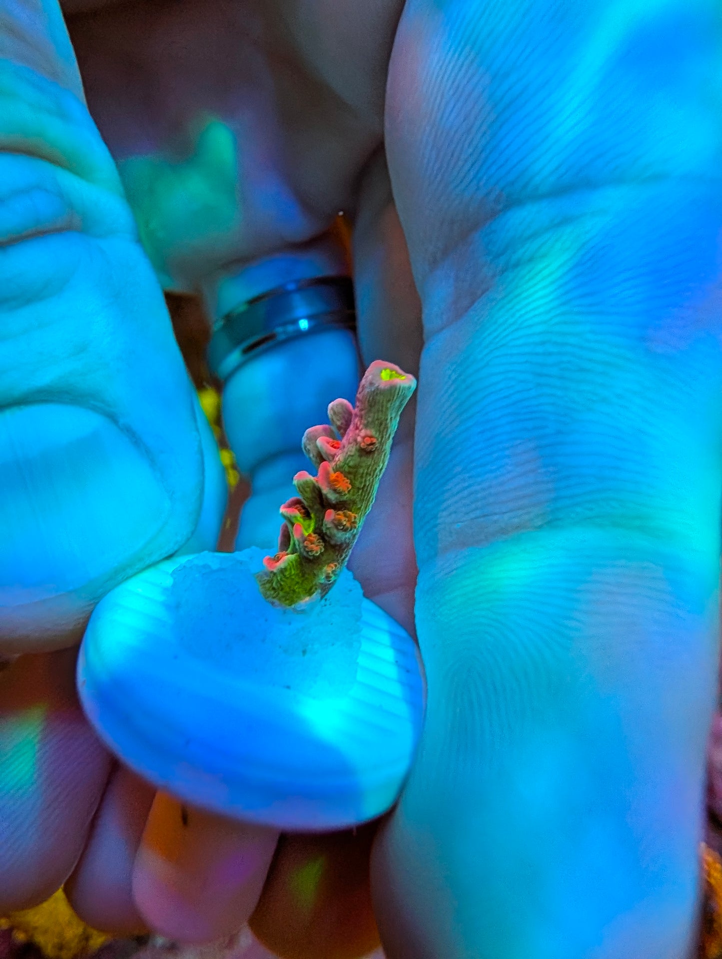 WYSIWYG Pink Highlighter