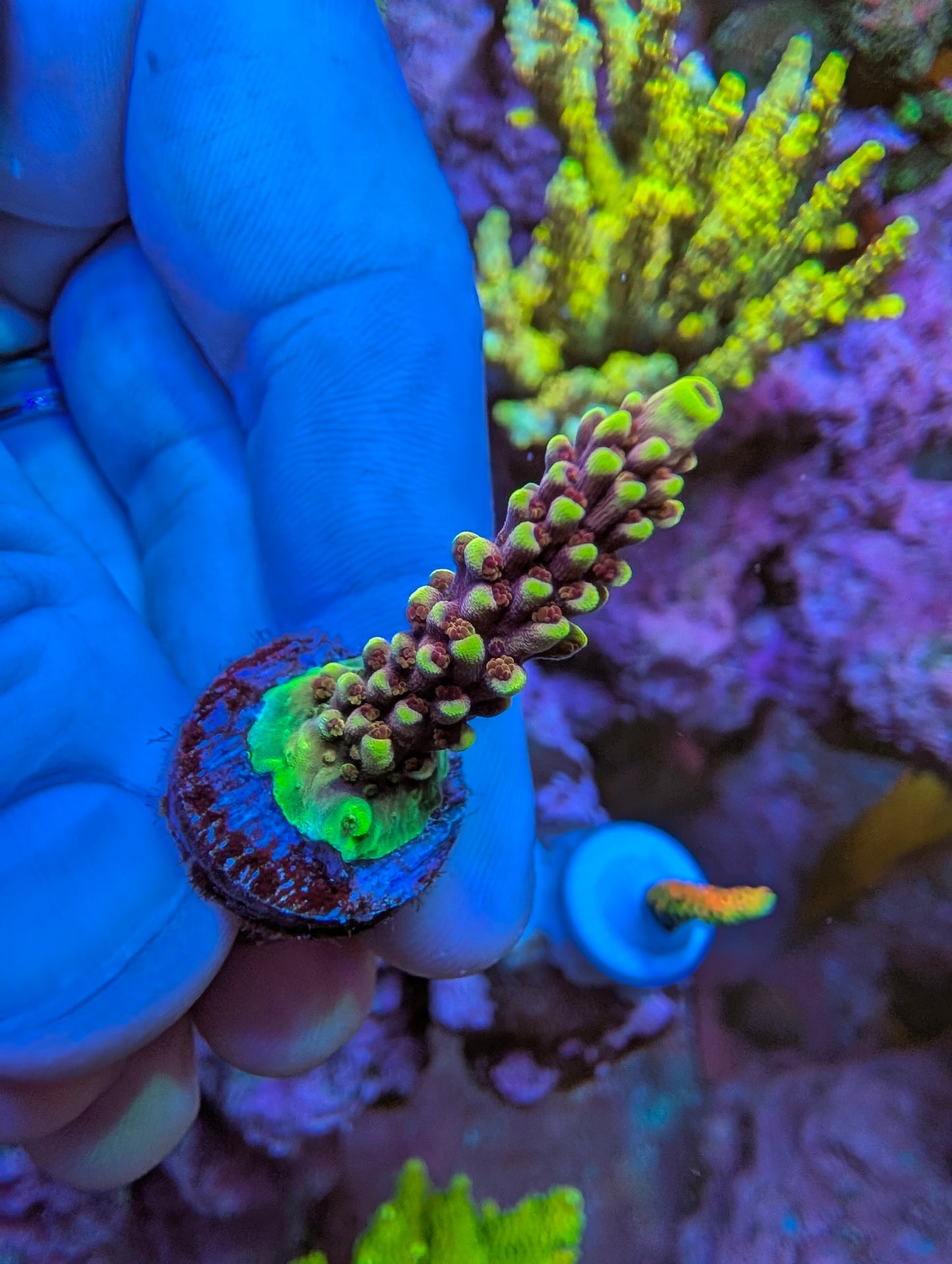 Frag Pack Weekend Special!!!! Read description for included pieces (Gone once sold- sale ends 8-9-2026 8pm)