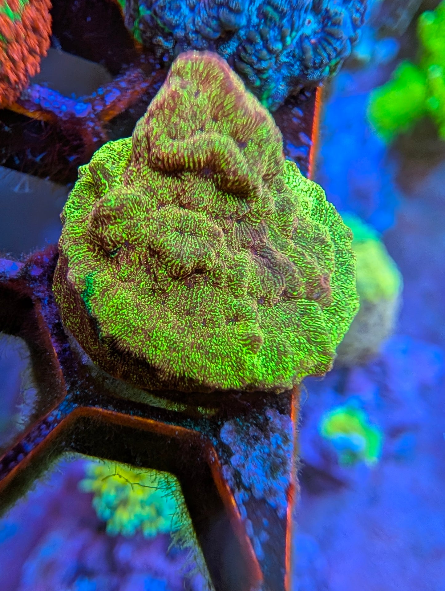 WYSIWYG ECC Shattered Light Leptoseris Frag