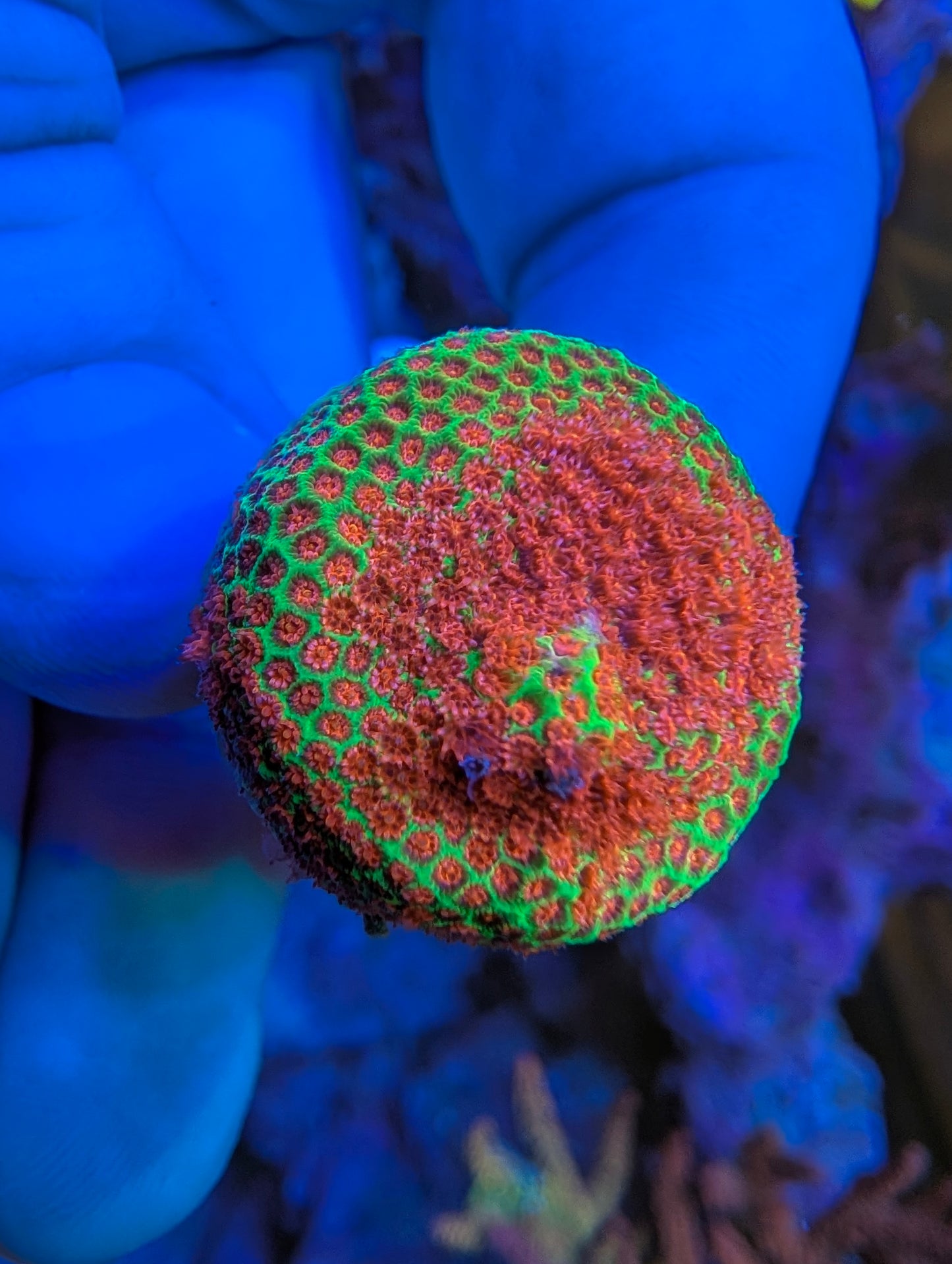 Frag Pack Weekend Special!!!! Read description for included pieces (Gone once sold- sale ends 8-9-2026 8pm)