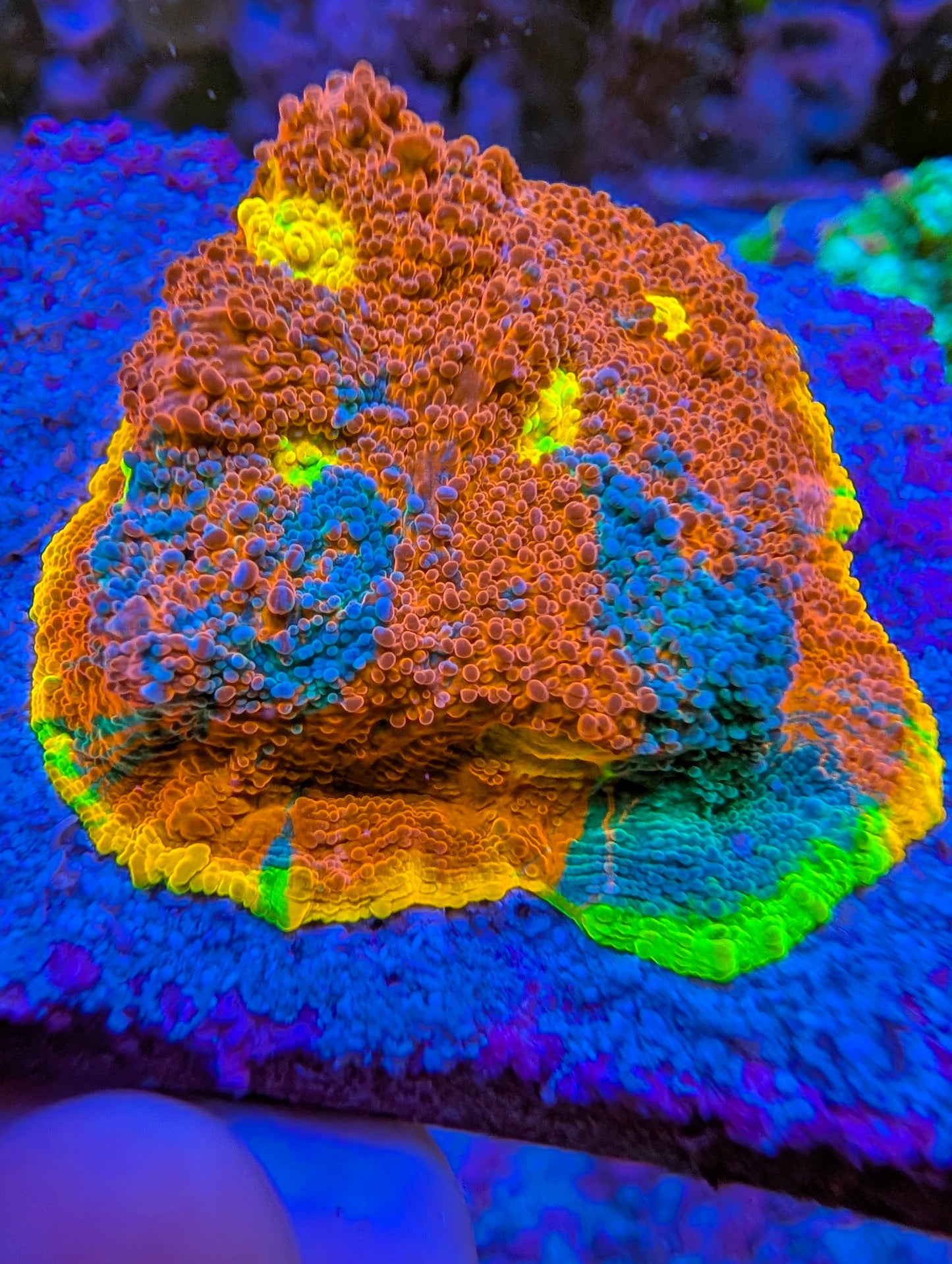 WYSIWYG Rainbow Chalice