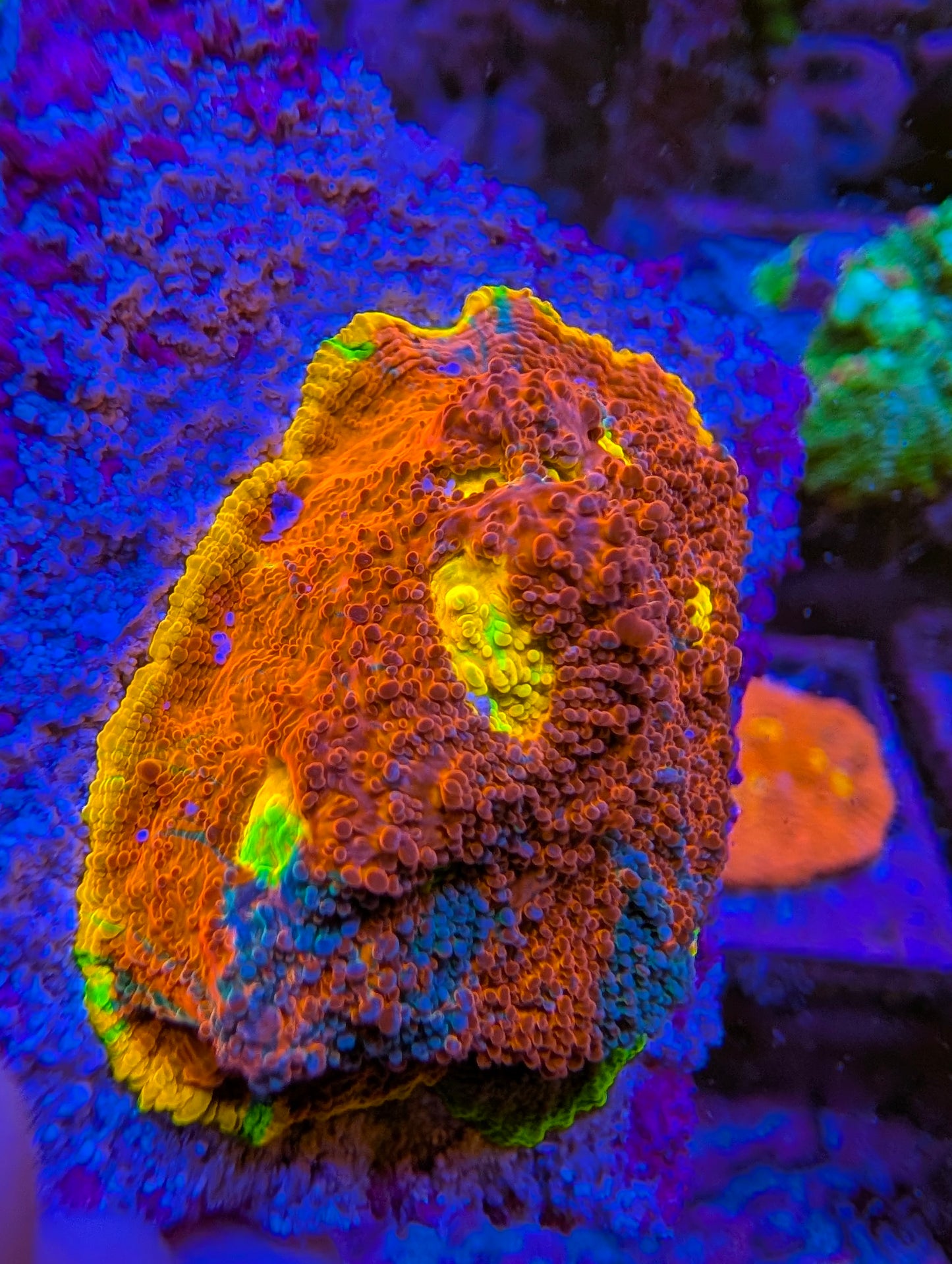 WYSIWYG Rainbow Chalice
