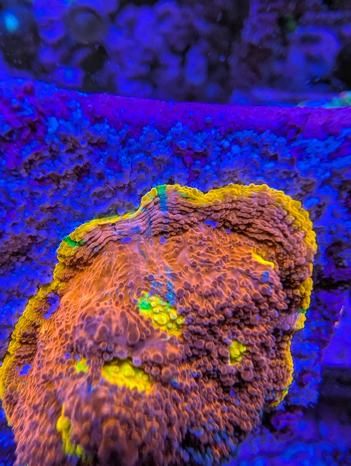 WYSIWYG Rainbow Chalice