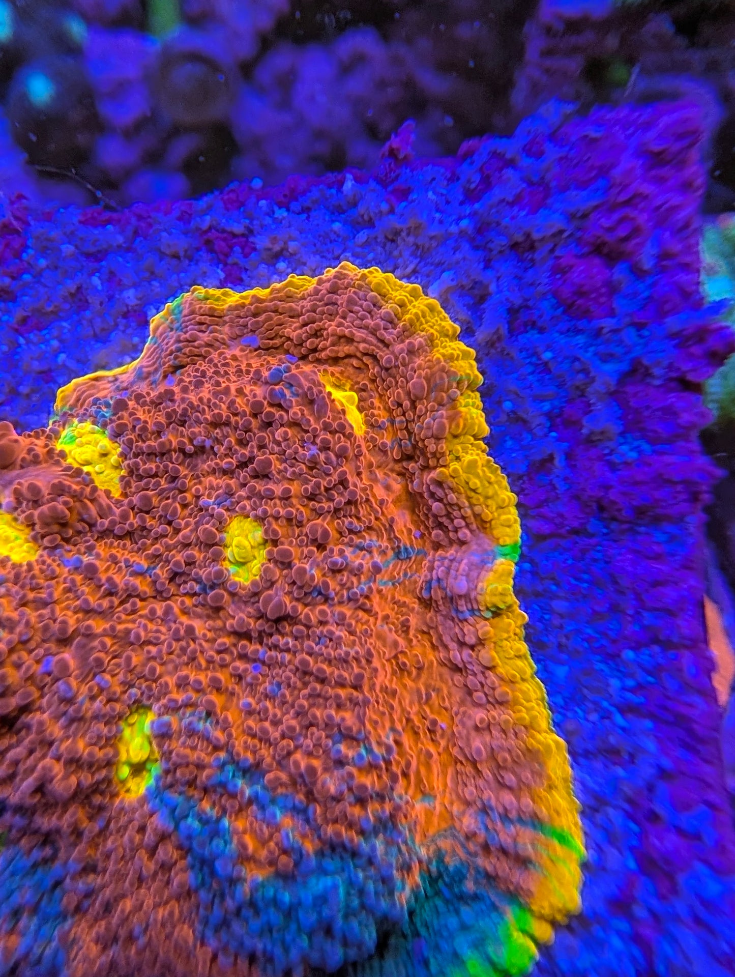 WYSIWYG Rainbow Chalice