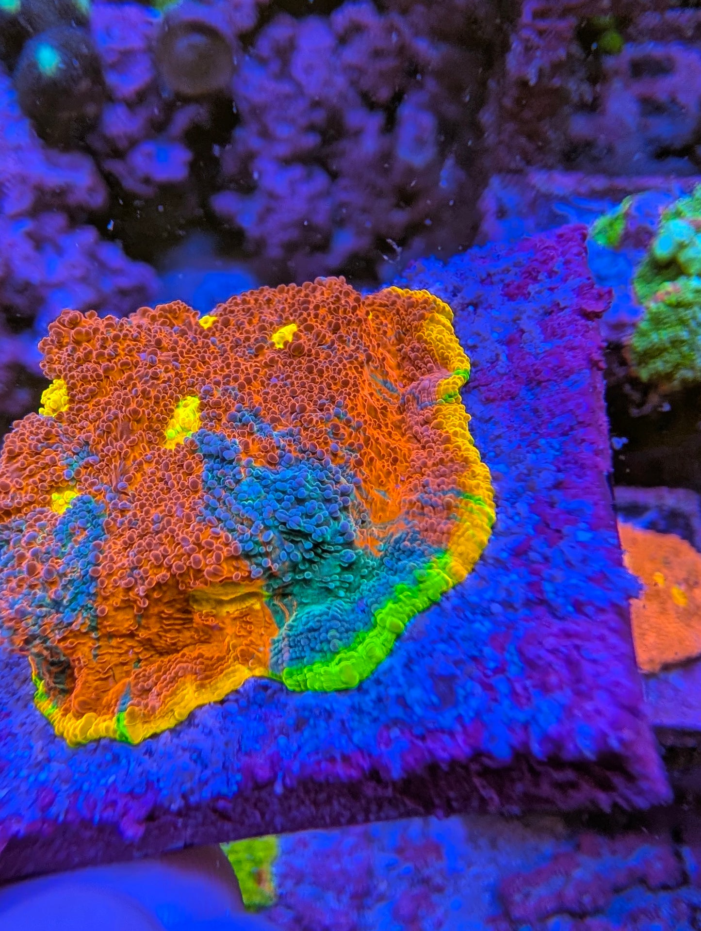 WYSIWYG Rainbow Chalice