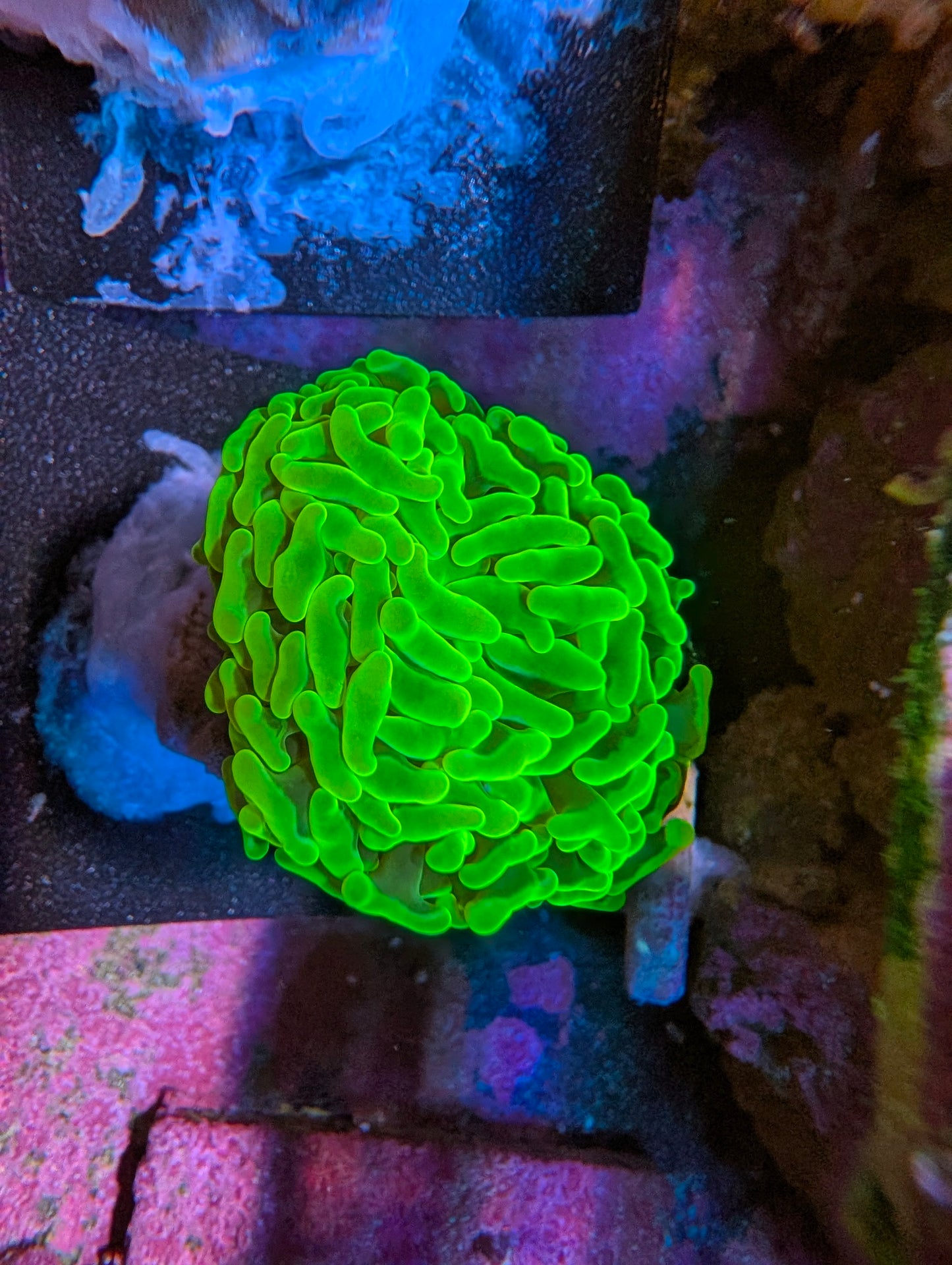 Frag Pack Weekend Special!!!! Read description for included pieces (Gone once sold- sale ends 8-9-2026 8pm)