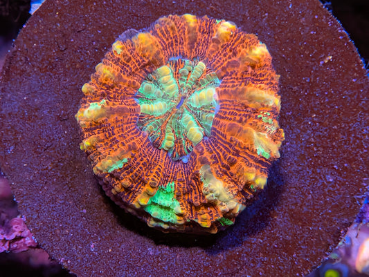 Mini Scoly WYSIWYG