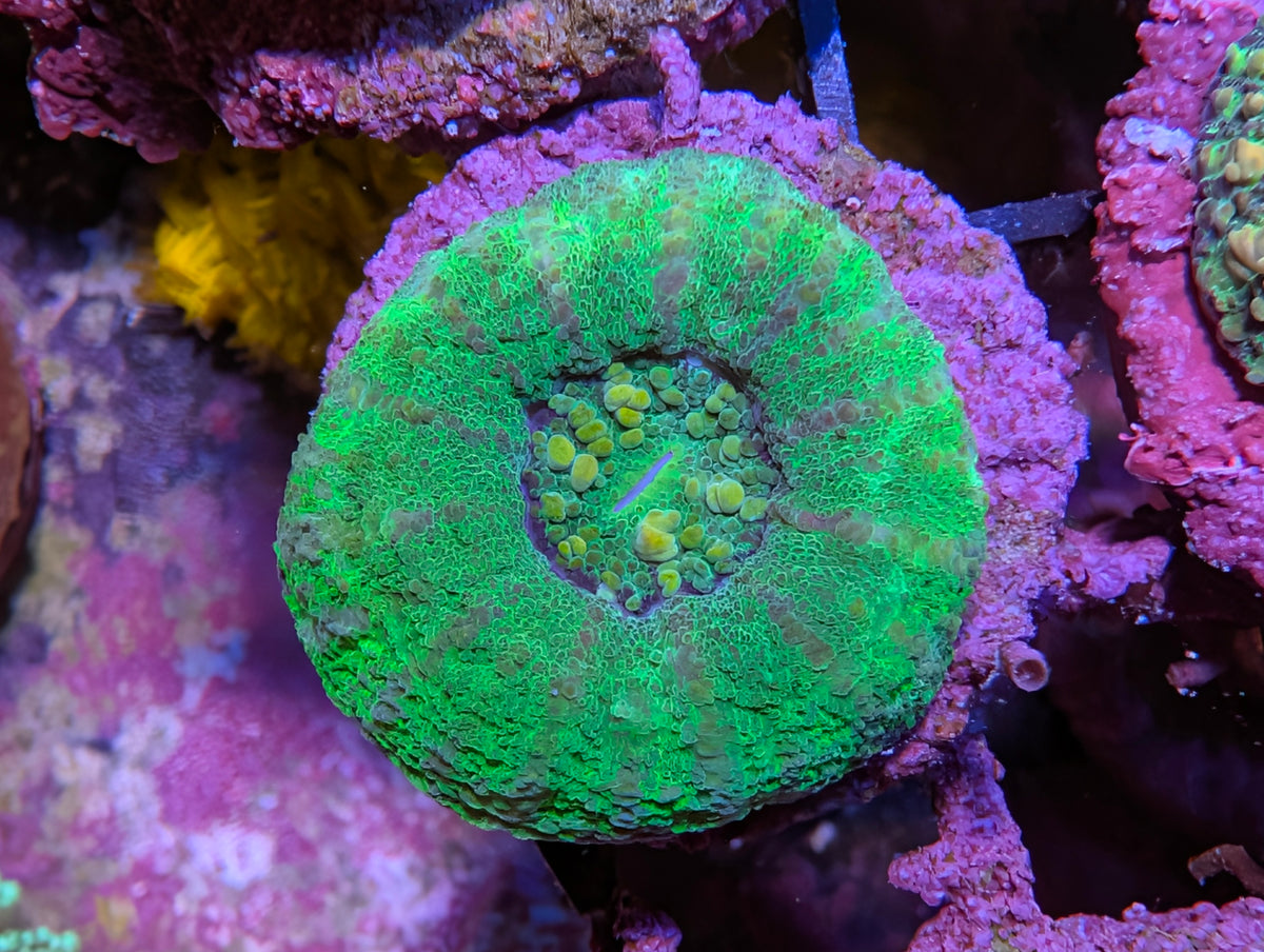 Mini Scoly WYSIWYG