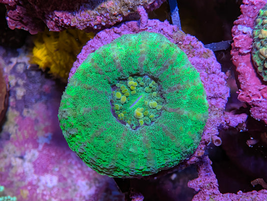 Mini Scoly WYSIWYG