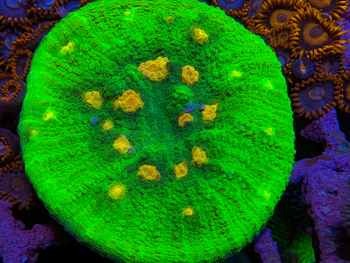 ECC Space Invader Chalice Frag WYSIWYG