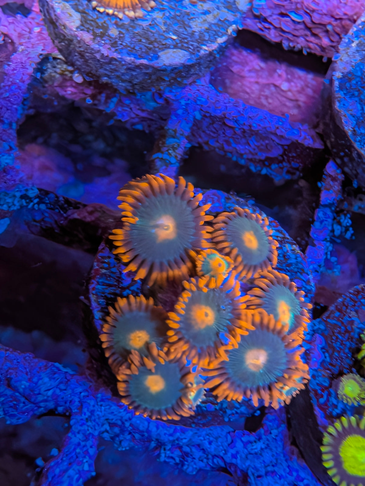 ECC Gatorade Zoanthid WYSIWYG