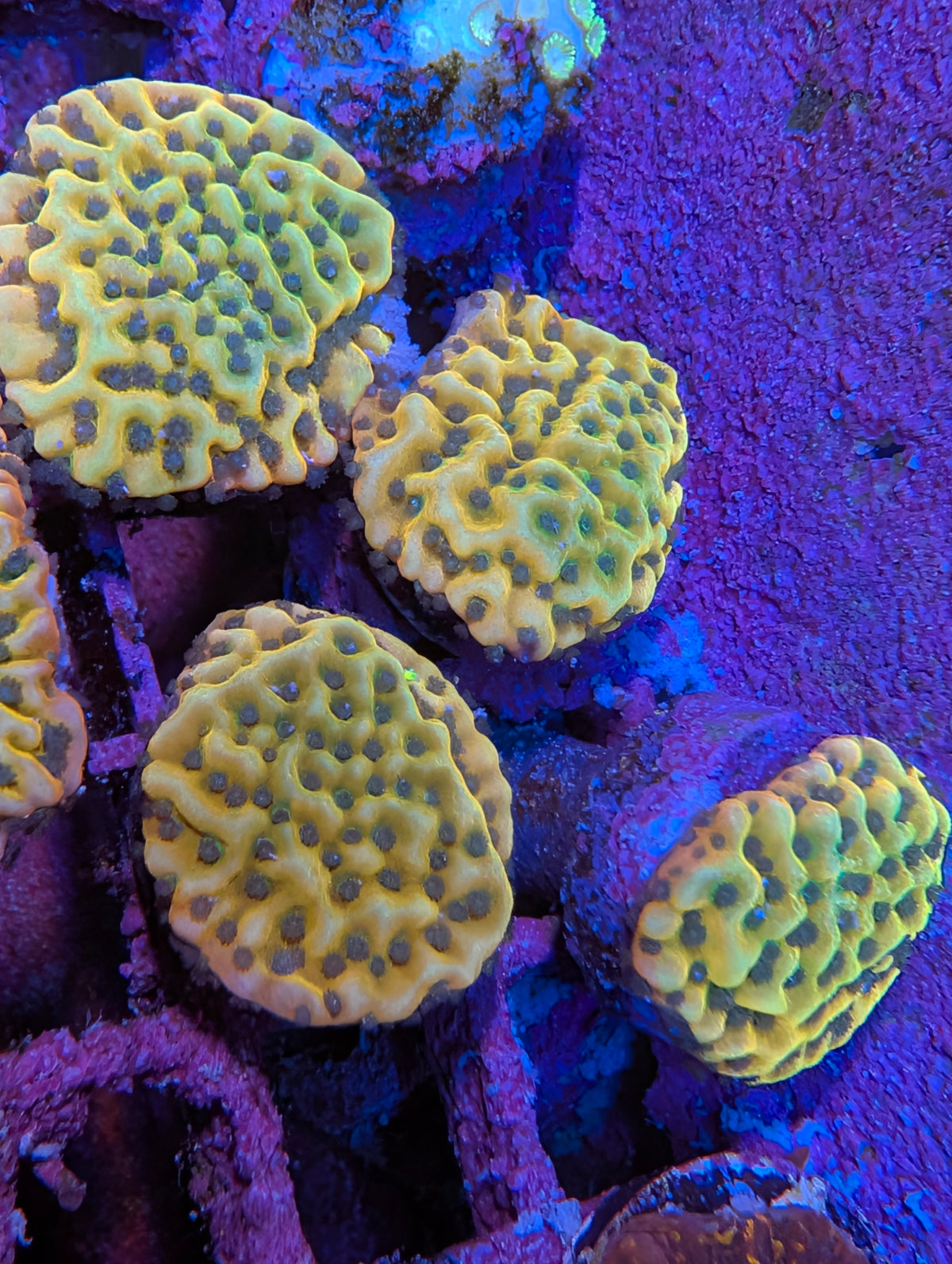 Garden of Eden Montipora Frag