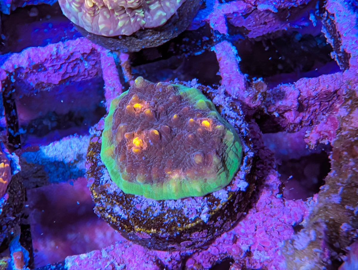 ECC Chalice Borealis Frag WYSIWYG