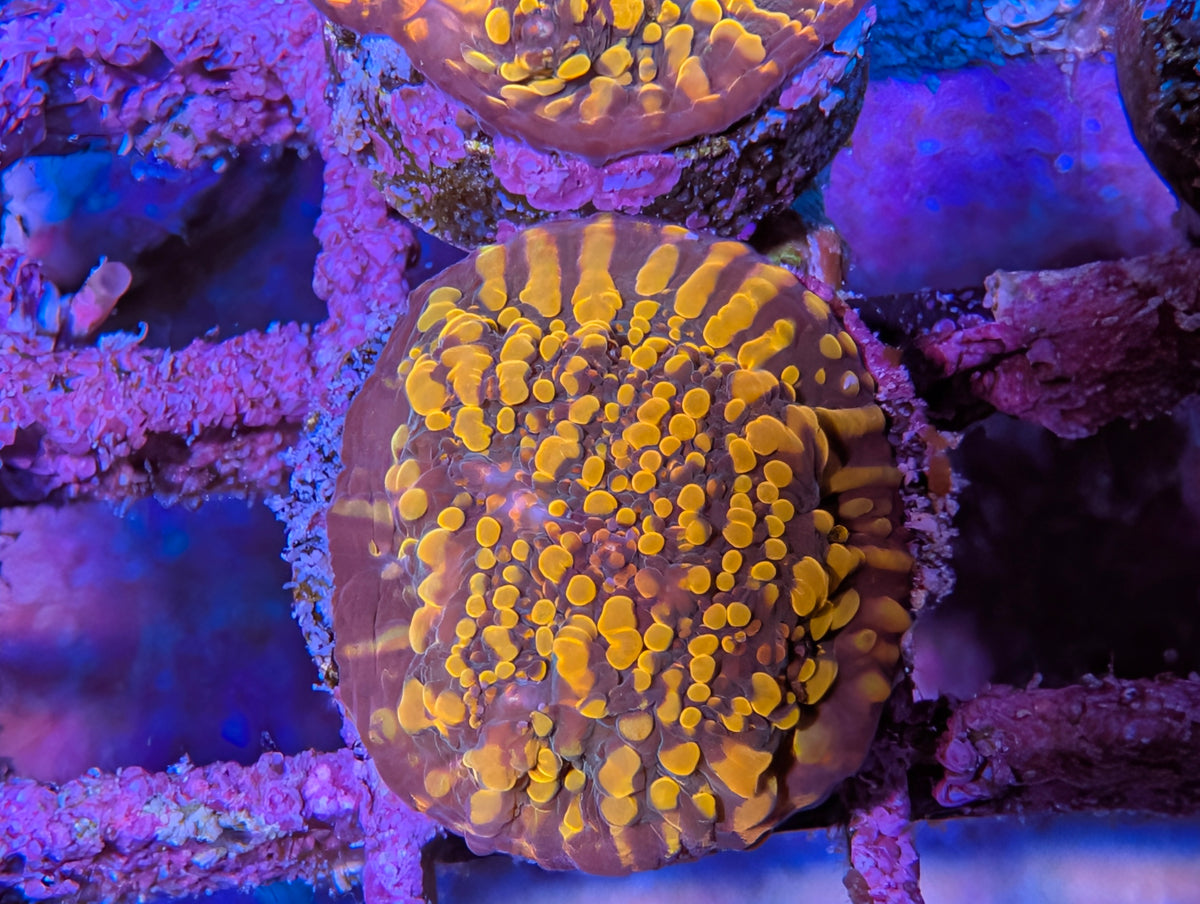 ECC Cloudberries Chalice Frag WYSIWYG