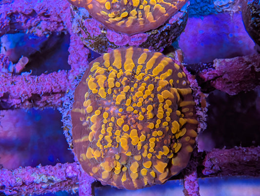 ECC Cloudberries Chalice Frag WYSIWYG