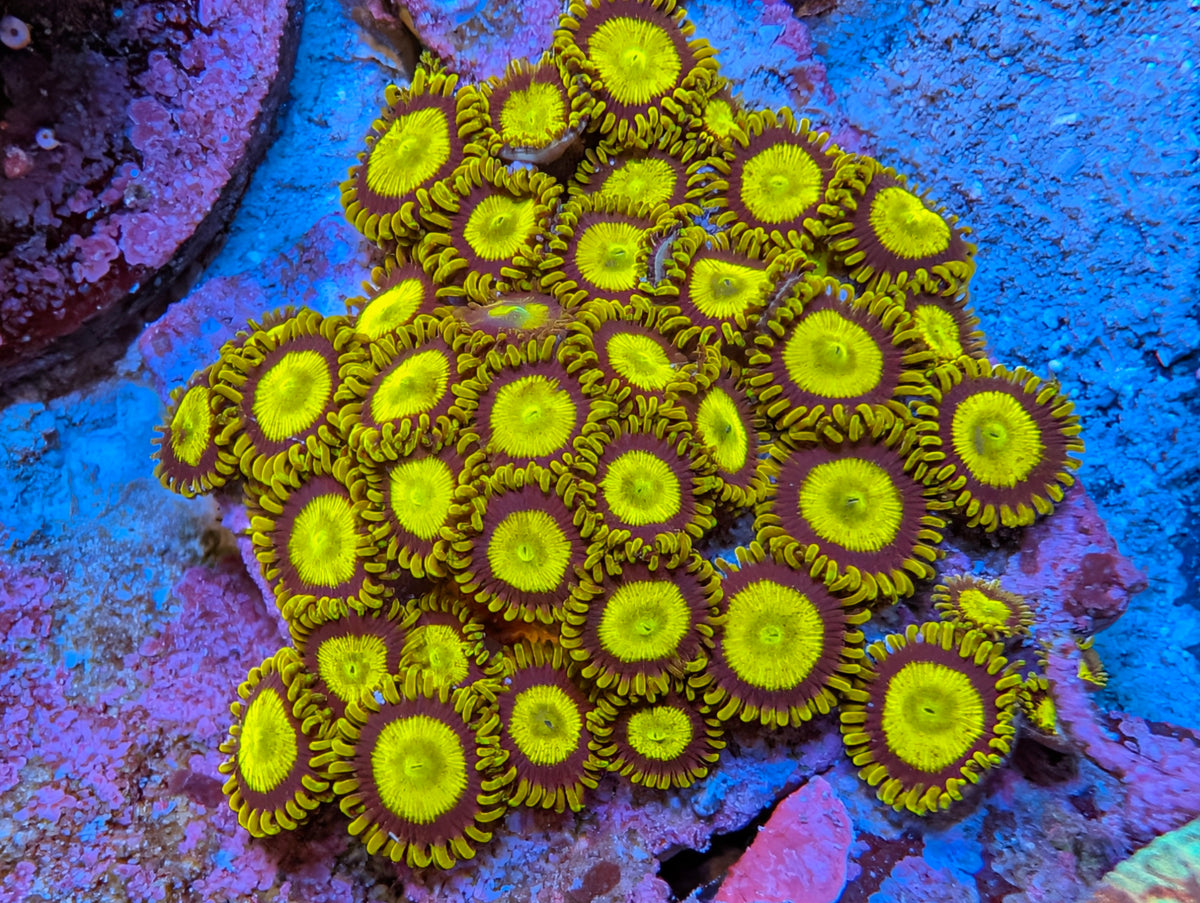 King Midas Zoas WYSIWYG