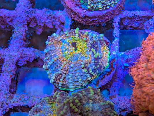 ECC Wonderland Acan Echinata Frag WYSIWYG