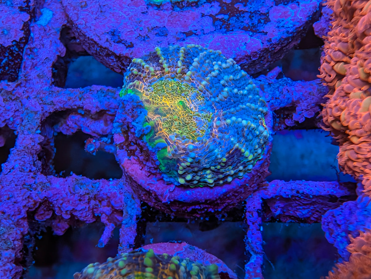 ECC Wonderland Acan Echinata Frag WYSIWYG