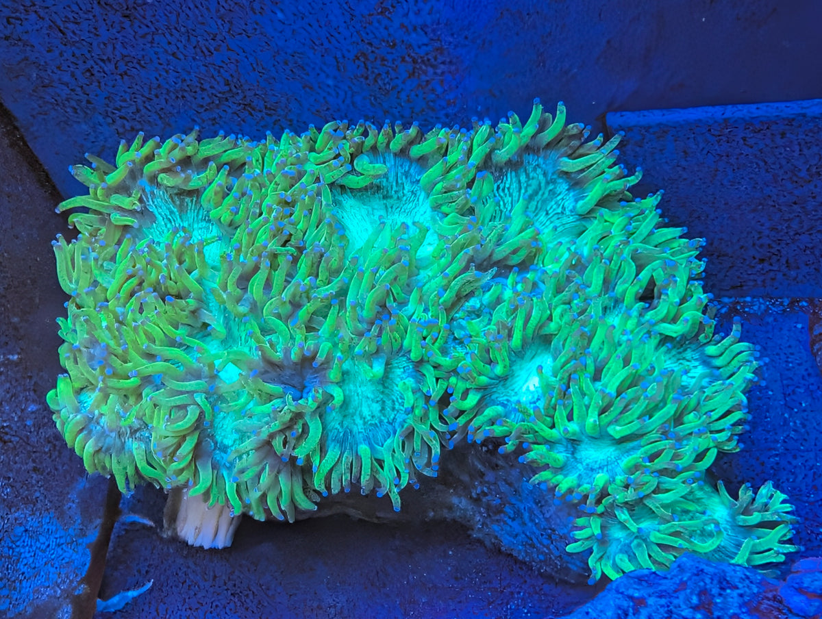 Elegance coral colony