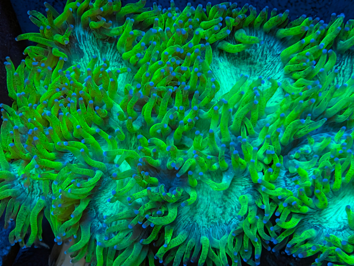Elegance coral colony