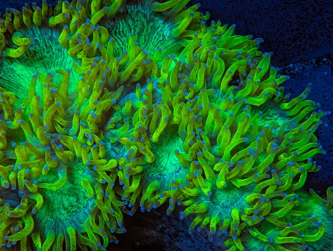 Elegance coral colony