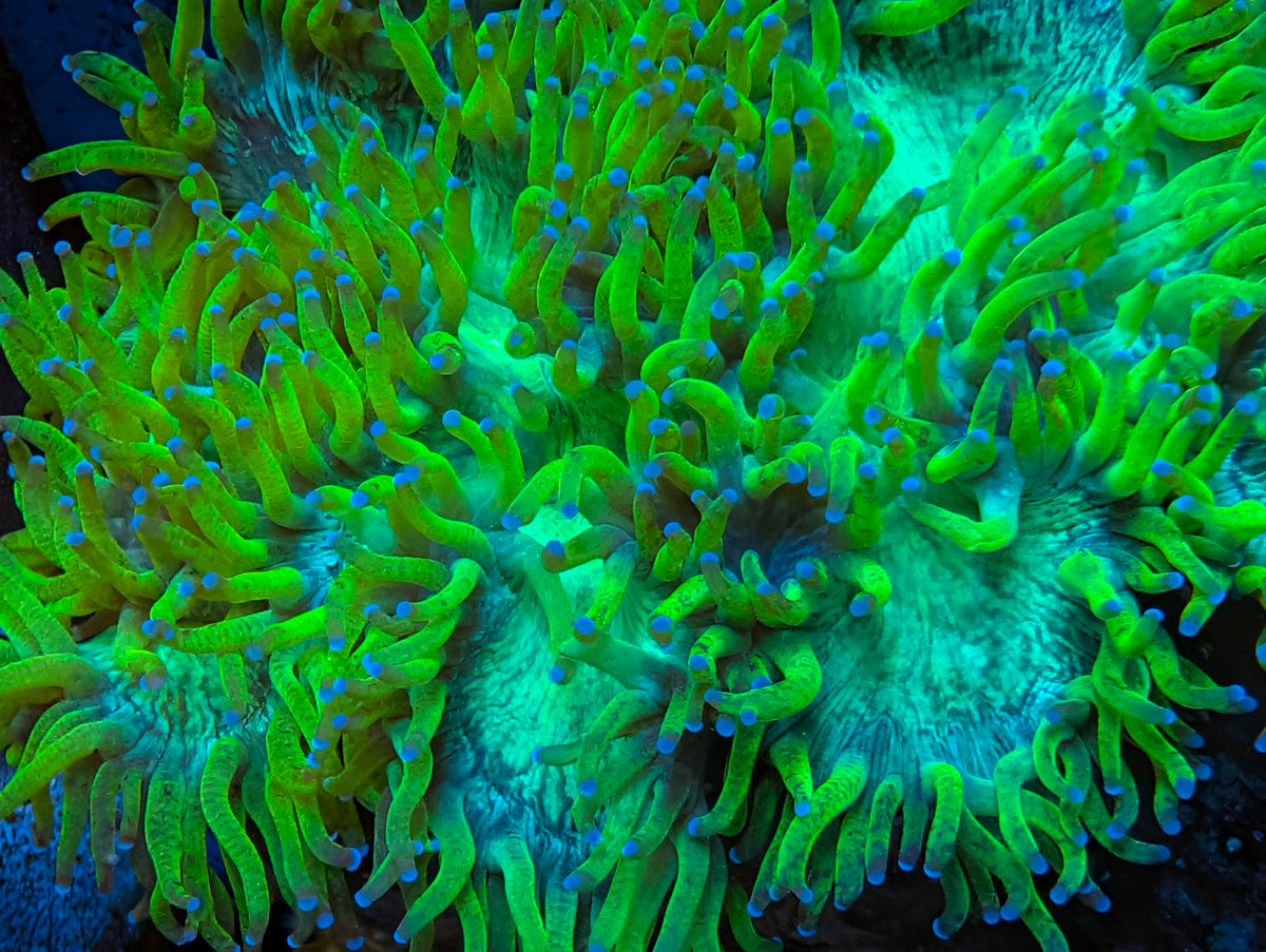 Elegance coral colony