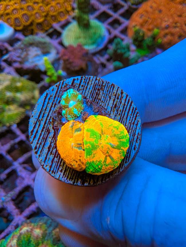 Captive Spawned Scoly Garden