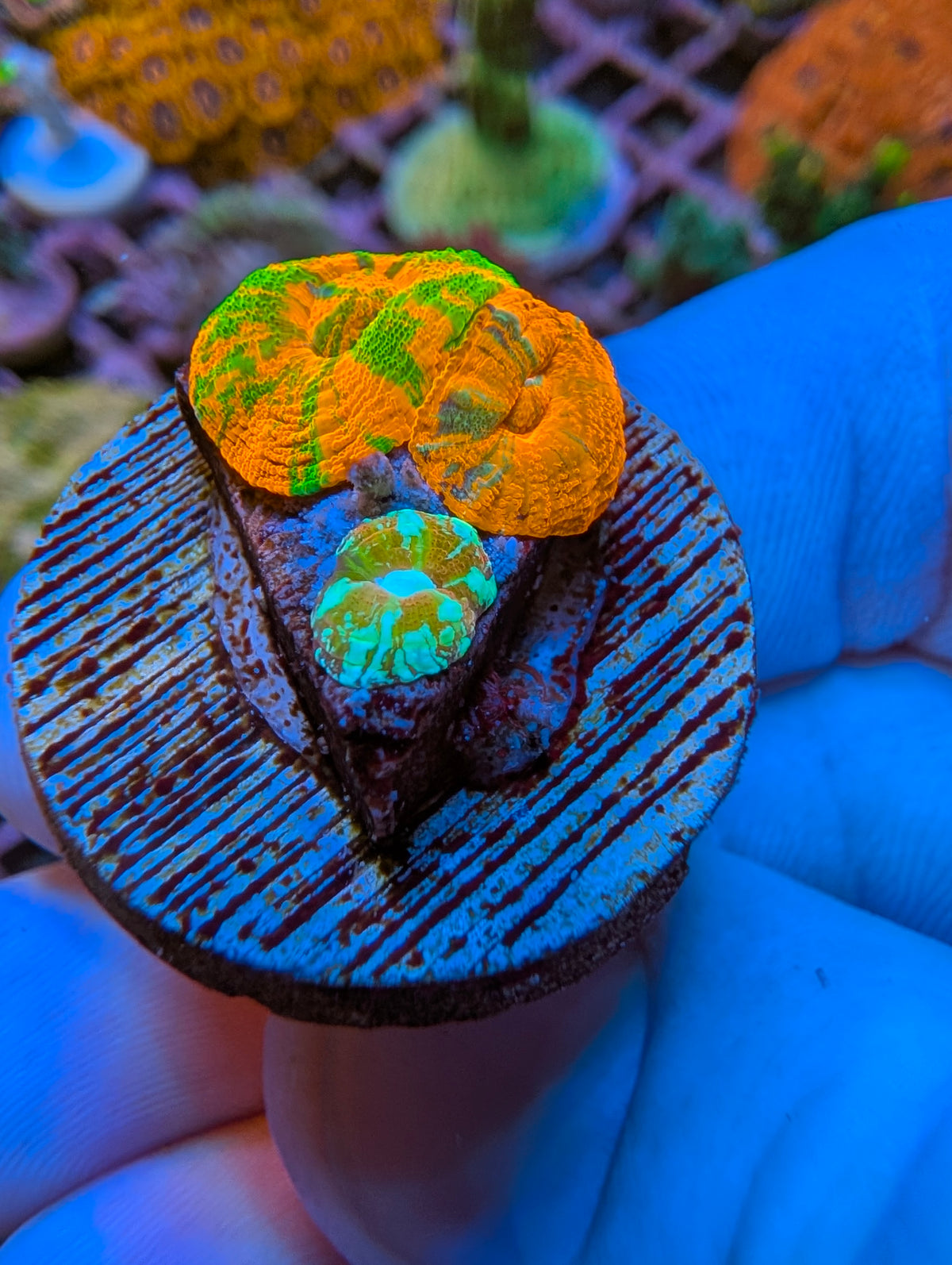 Captive Spawned Scoly Garden