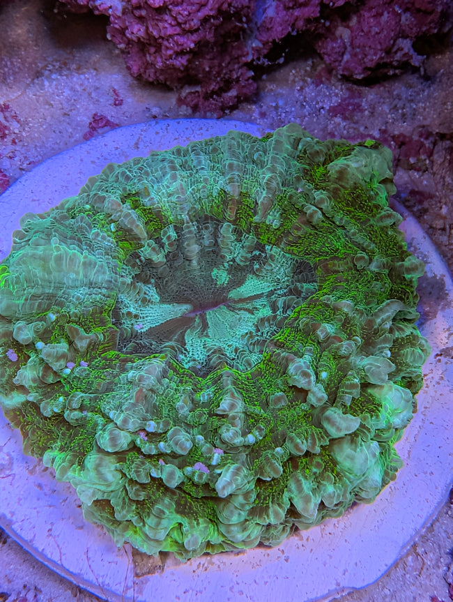 Acanthophyllia Green unique pattern