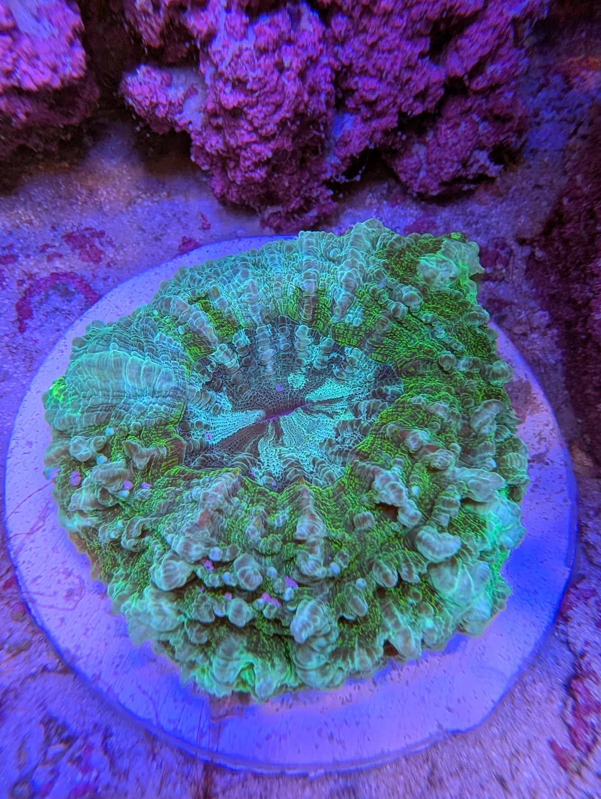 Acanthophyllia Green unique pattern