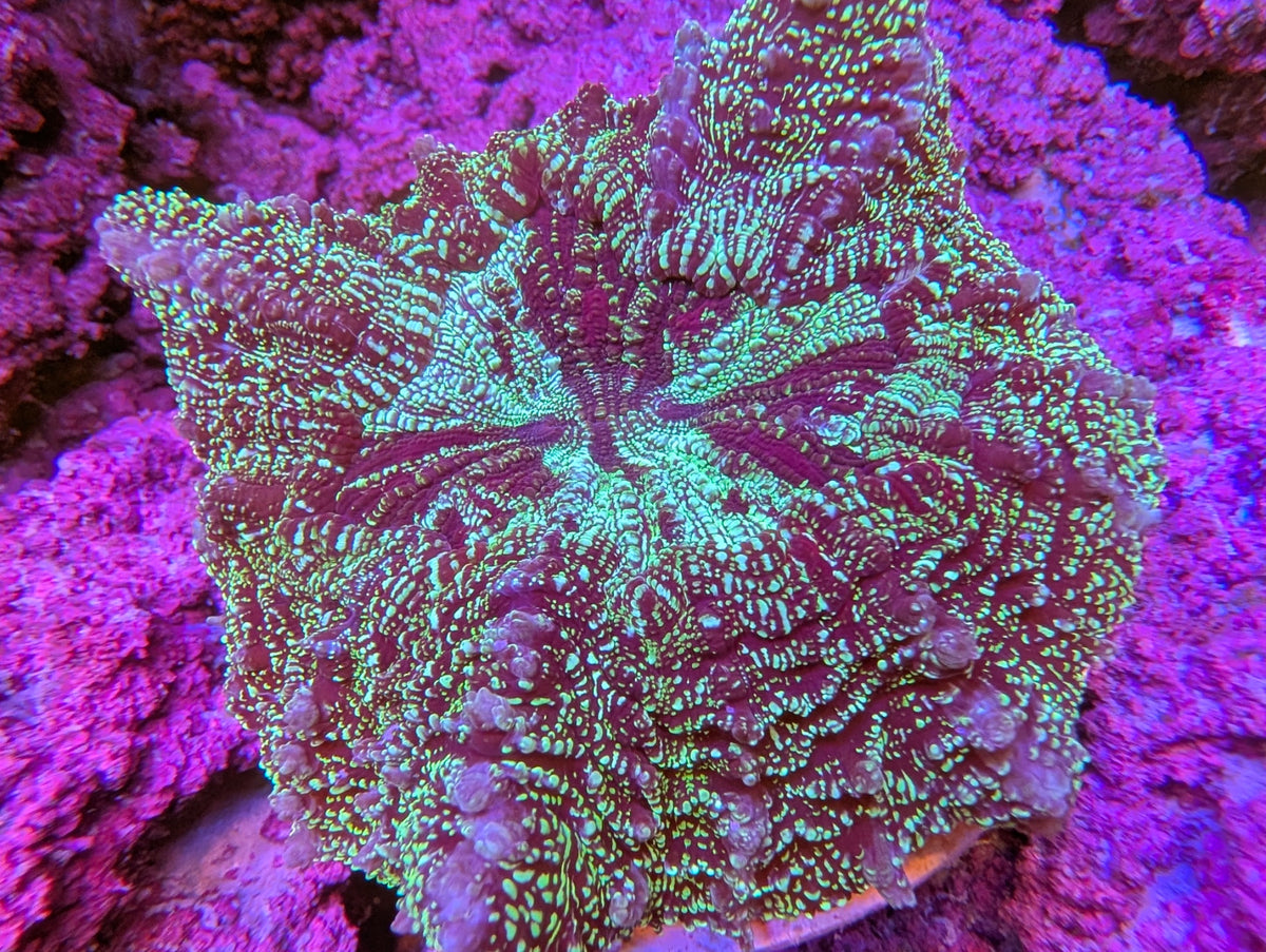 Acanthophyllia