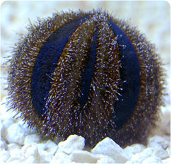 Royal Urchin