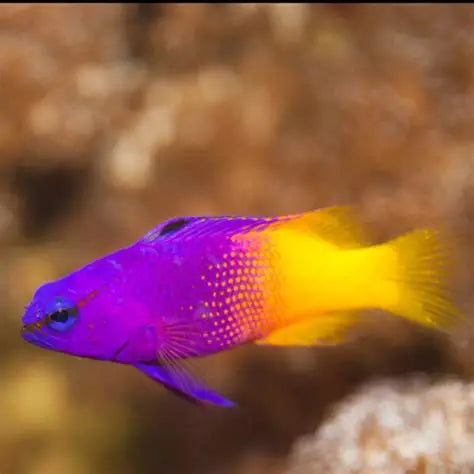 Basslet Royal Gramma