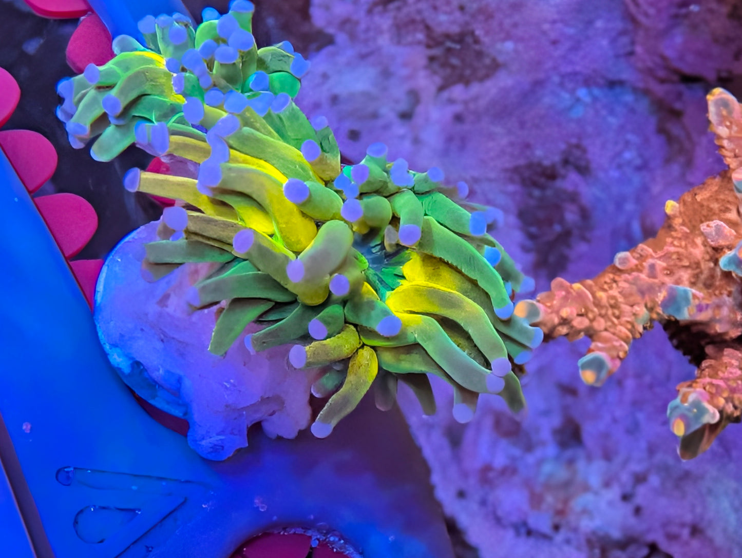 SBB "Yellow Grafted Tiger"