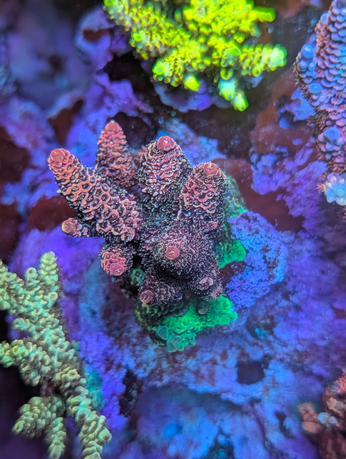 SBB Heisenberg acro