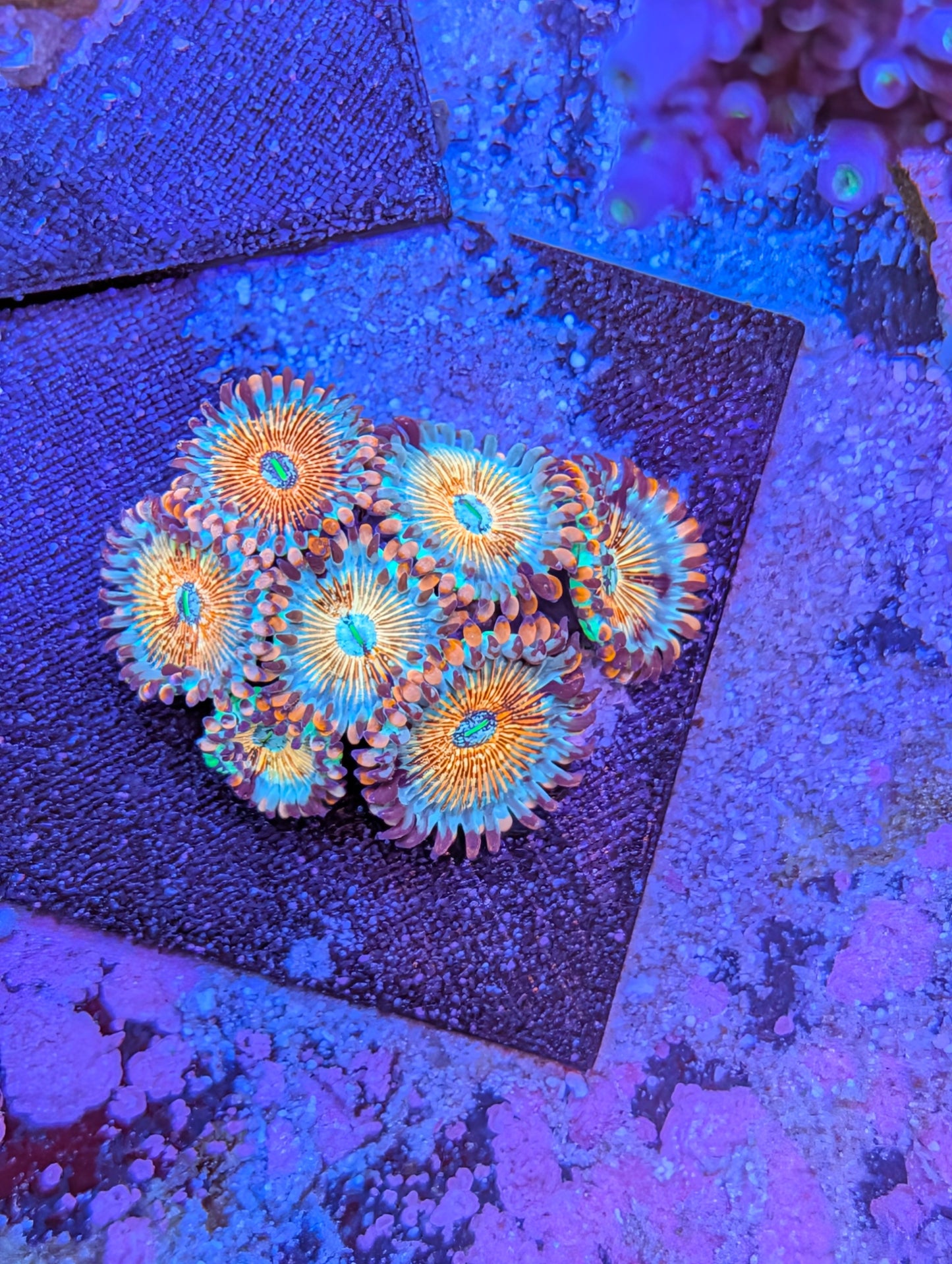 White eyed zombie zoas