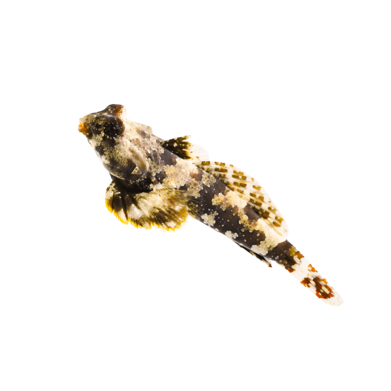 Scooter Blenny