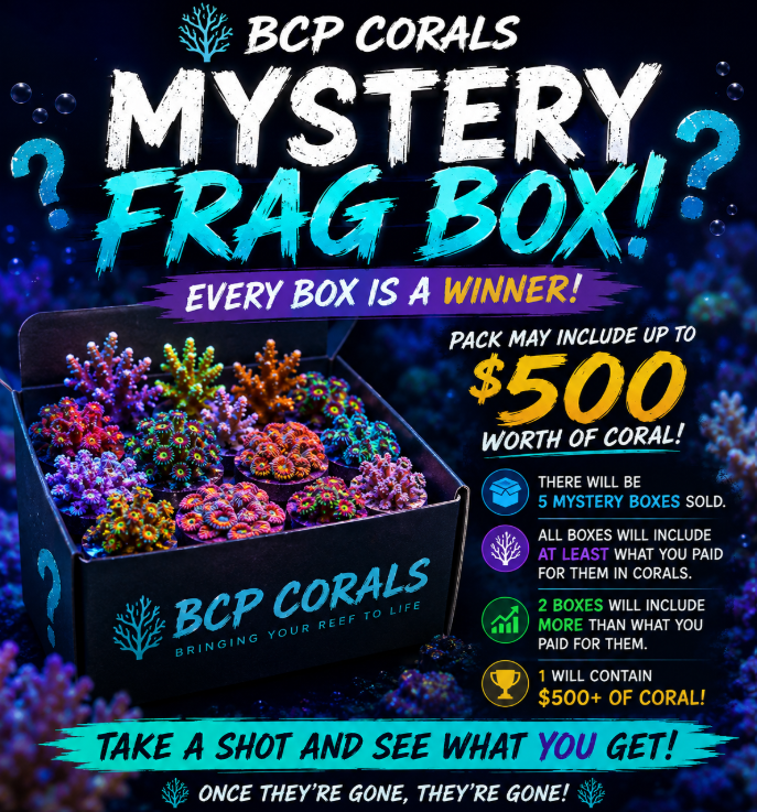 #5 Mystery Frag Pack!!