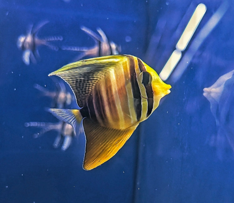 Sailfin Tang