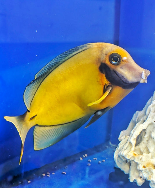 Yellow Mimic (Chocloate) Tang