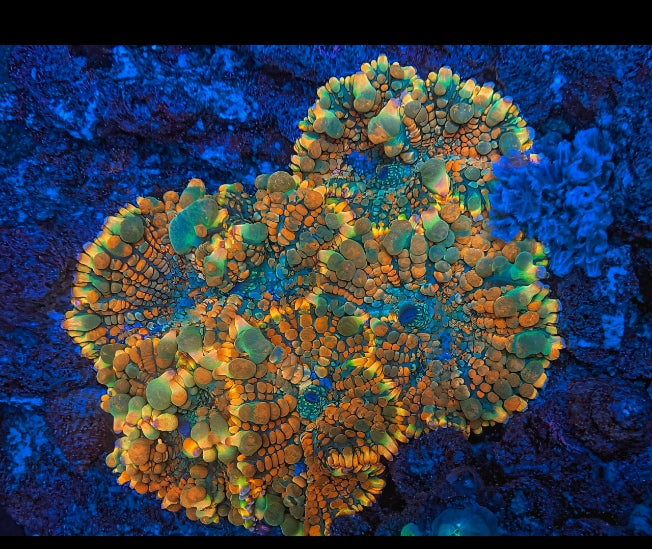 BCP Toxic Honeycomb mushroom coral (Only 1 Left! )