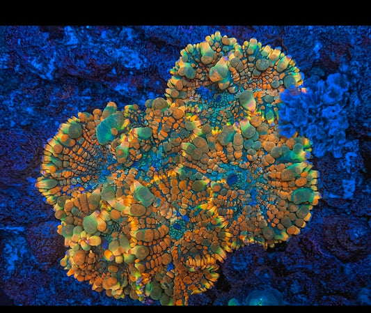 BCP Toxic Honeycomb mushroom coral