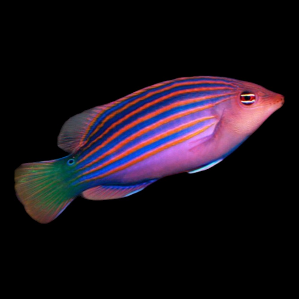 Six line wrasse