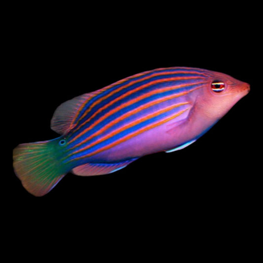 Six line wrasse