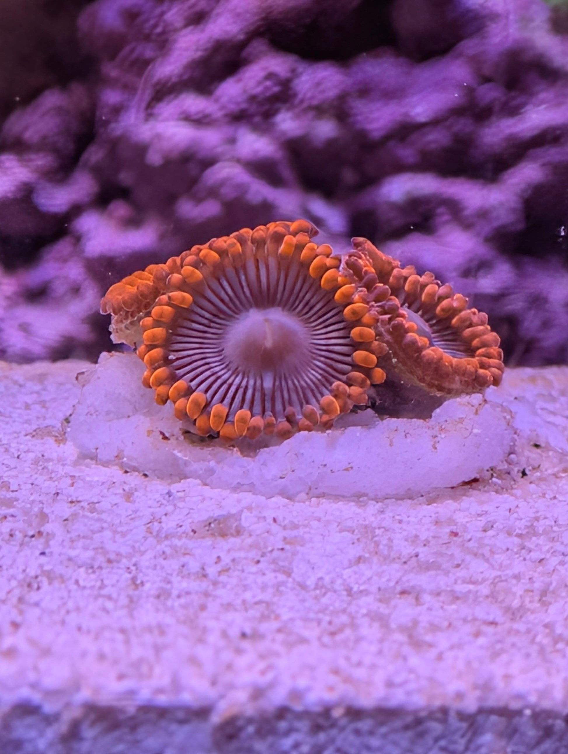 Zoanthid