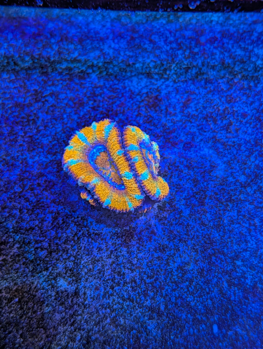 TSA Screaming orange acan