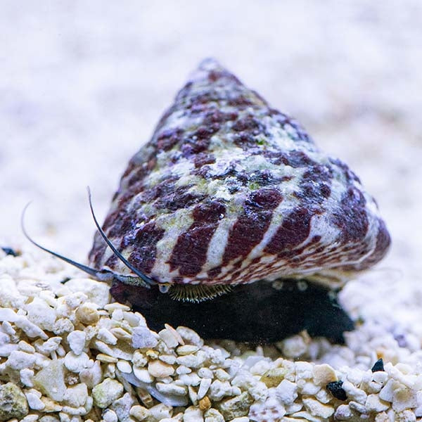 Tiger Trochus snails