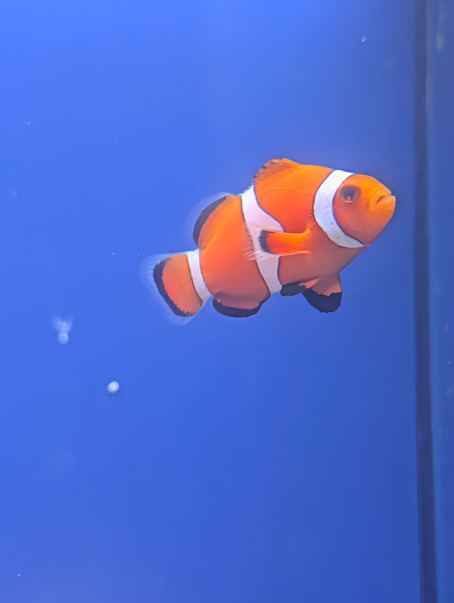 Ocellaris Clownfish