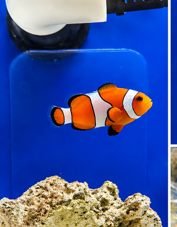 WYSIWYG True Percula clownfish