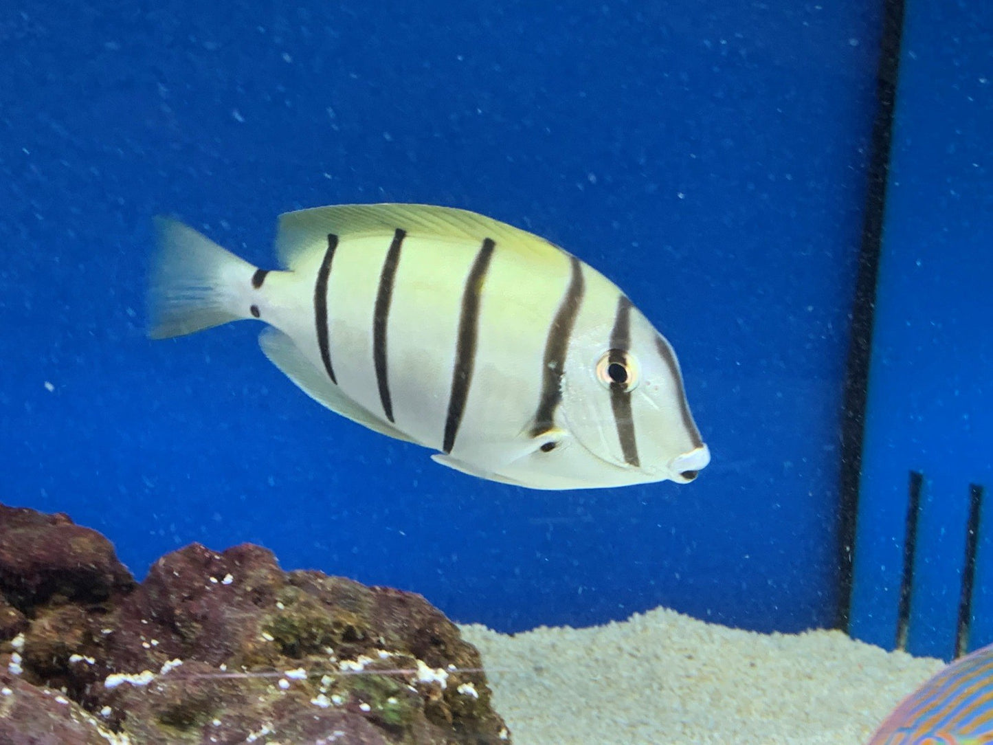 Convict Tang
